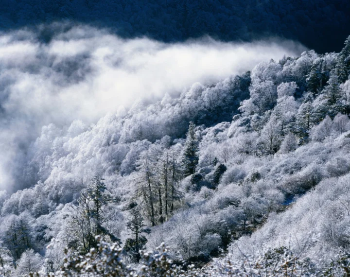白雪覆盖的山林笼罩在浓雾之中，呈现出冷峻宁静的冬日景色。