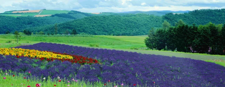 紫色薰衣草和鲜花铺展开来，远处是绿色森林、田野与起伏山丘。