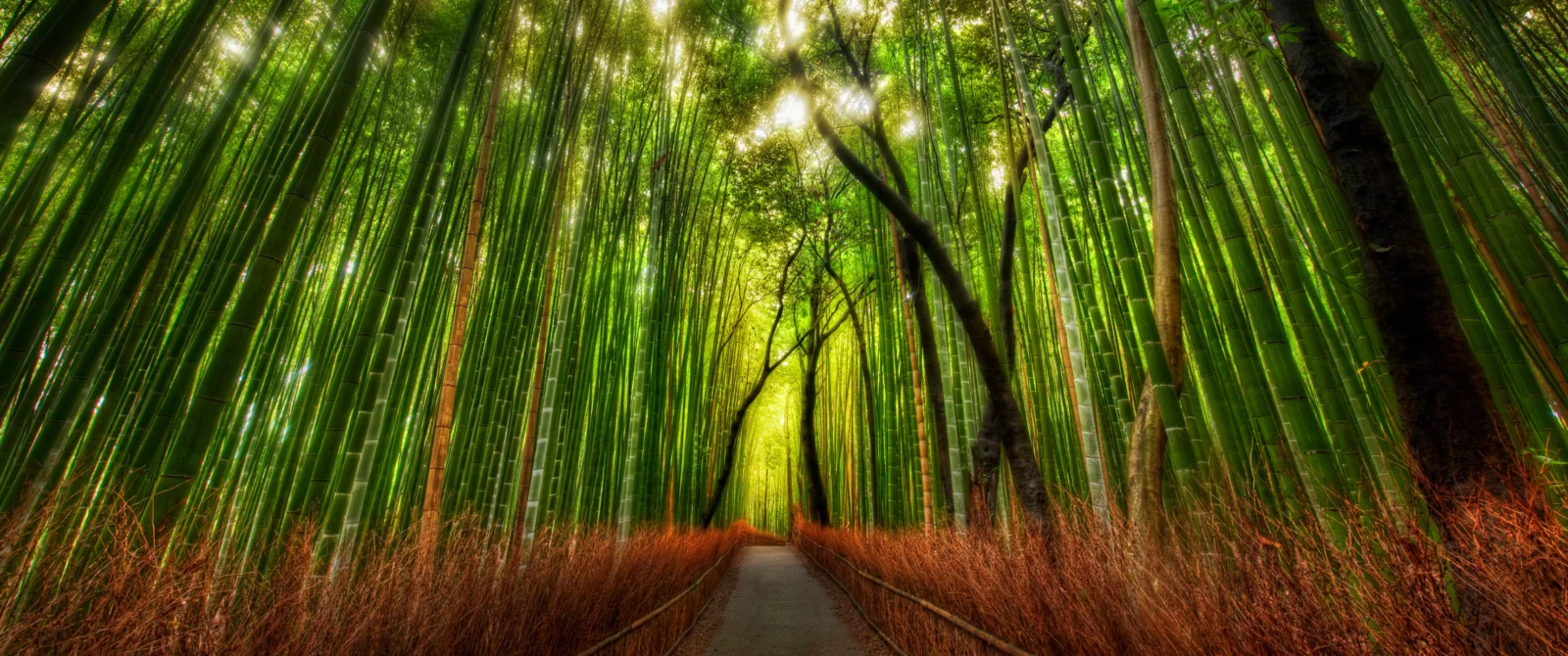 阳光穿过茂密的竹林，照亮中央蜿蜒延伸的小径。