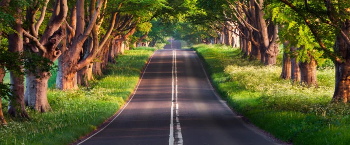 陽光に照らされた舗装道路が、茂った木々と緑の草地の間を伸びています。