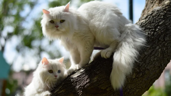 2匹の白い長毛猫が、屋外の緑を背景に木の枝に乗っています。