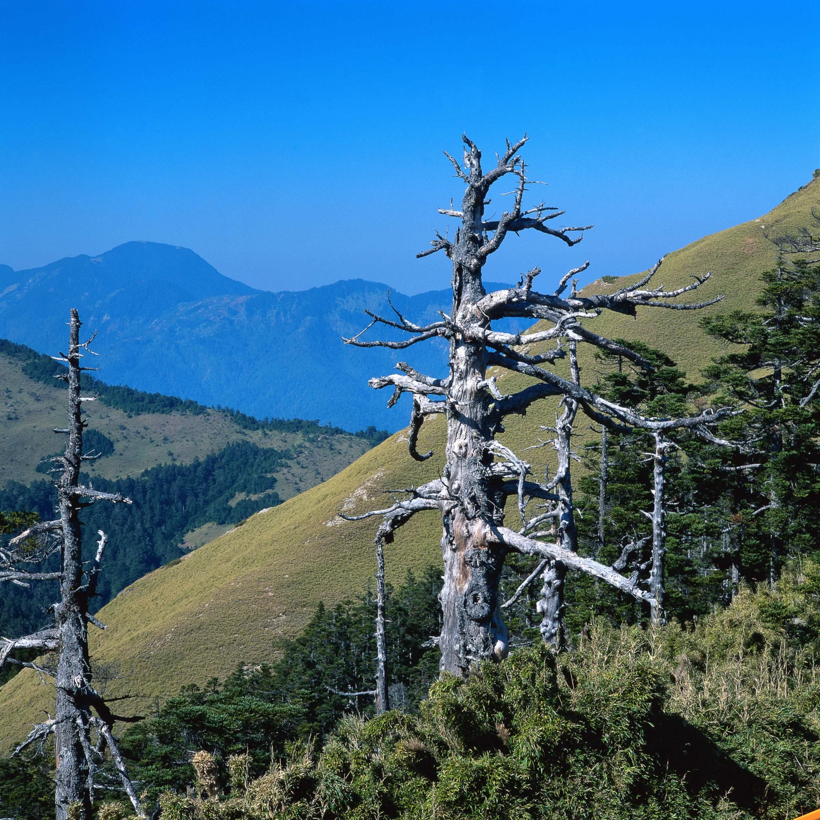 蓝天下的山坡上矗立着几棵枯树，远处是层叠山脉和森林。