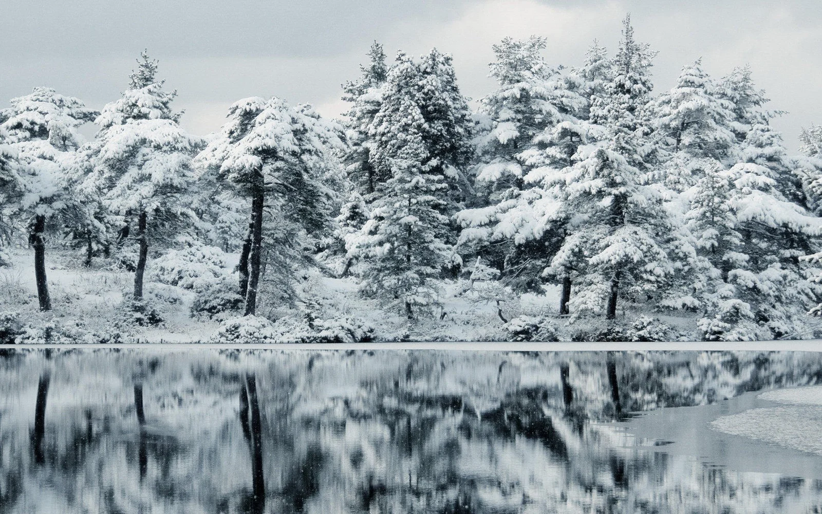 覆满白雪的森林映照在平静的湖面上，呈现出冷峻宁静的冬日景色。