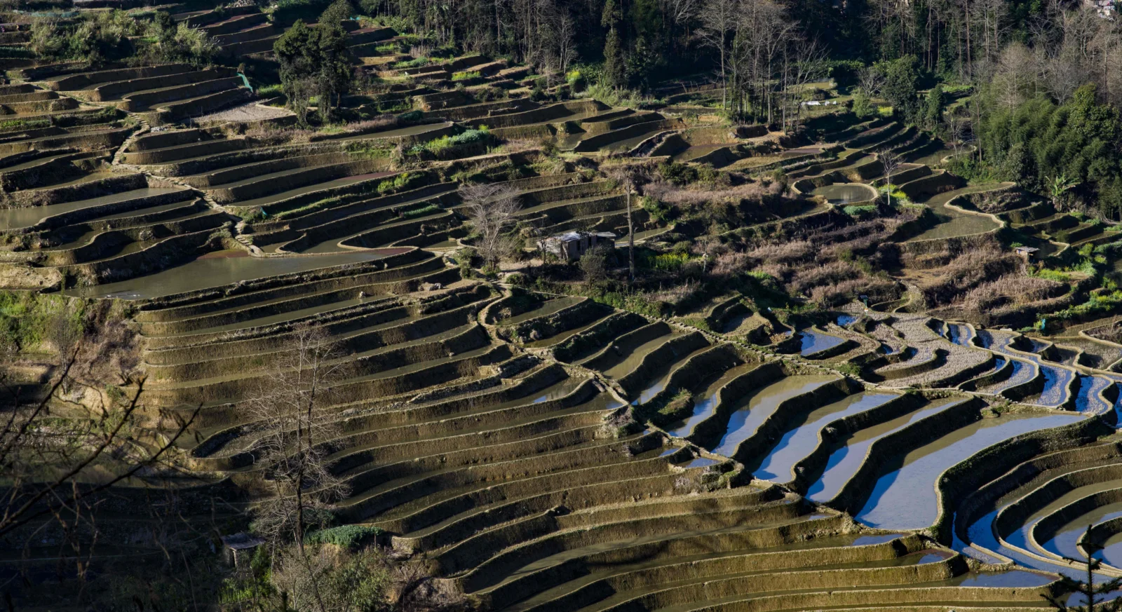 层层叠叠的梯田沿山坡延伸，部分田地映着水光，周围分布着树木和植被。