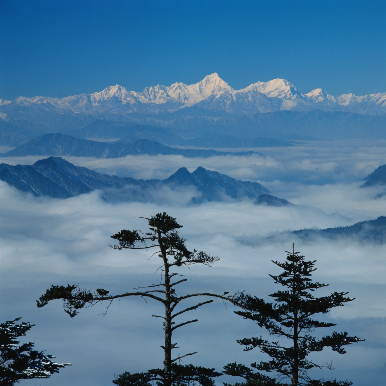 远处的雪山耸立在云海之上，前景可见几棵松树。