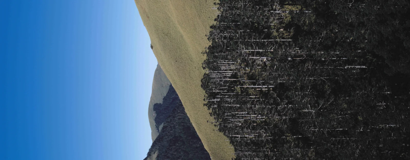 蓝天下的山坡与深色森林构成宽幅自然风景。