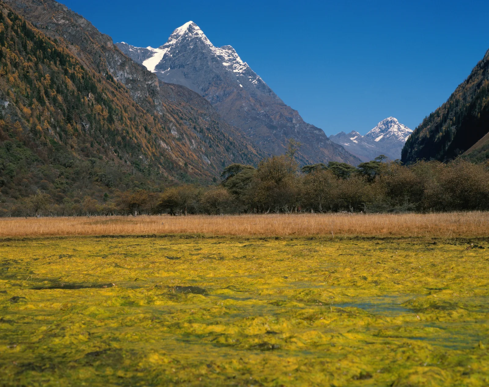 蓝天下的雪山山谷映衬着前景金色草地与湿地。