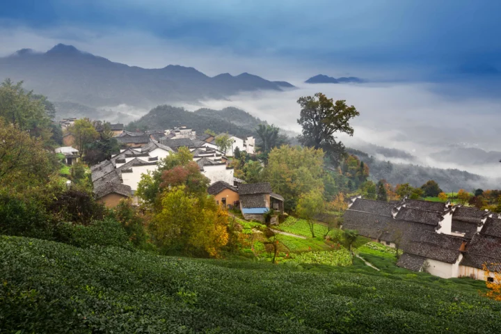 云雾缭绕的山村坐落在层叠山峦之间，前景是茶园与秋色树木。