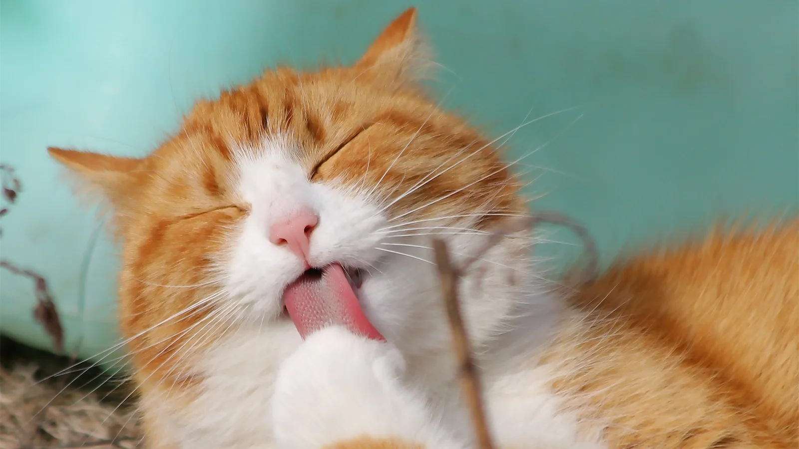 一只橘白相间的猫闭着眼睛舔自己的爪子。