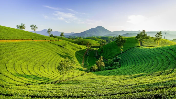层层茶园沿着起伏山丘延伸，远处群山沐浴在明亮天空下。
