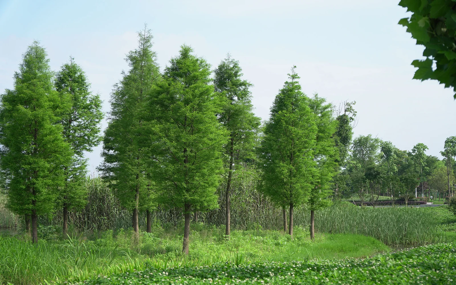 綠樹、蘆葦與草地構成寧靜的田野風景。