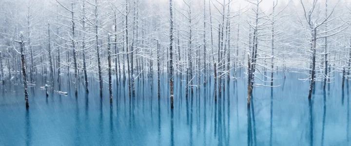 覆雪的树林静立在蓝色水面中，形成清冷宁静的倒影。