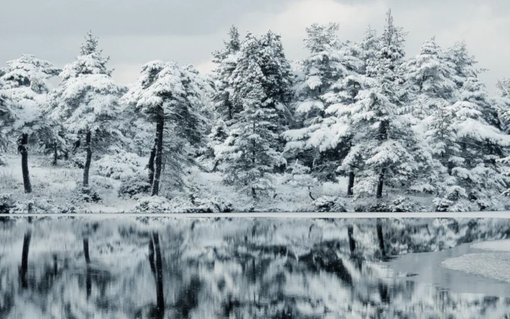 覆满白雪的森林映照在平静的湖面上，呈现出冷峻宁静的冬日景色。