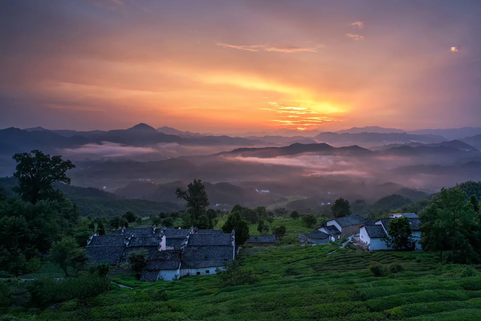 夕阳映照群山、云雾、山村屋舍与层叠茶园。