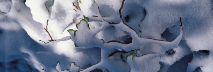 积雪覆盖的叶片与细枝形成蓝白色的自然纹理。