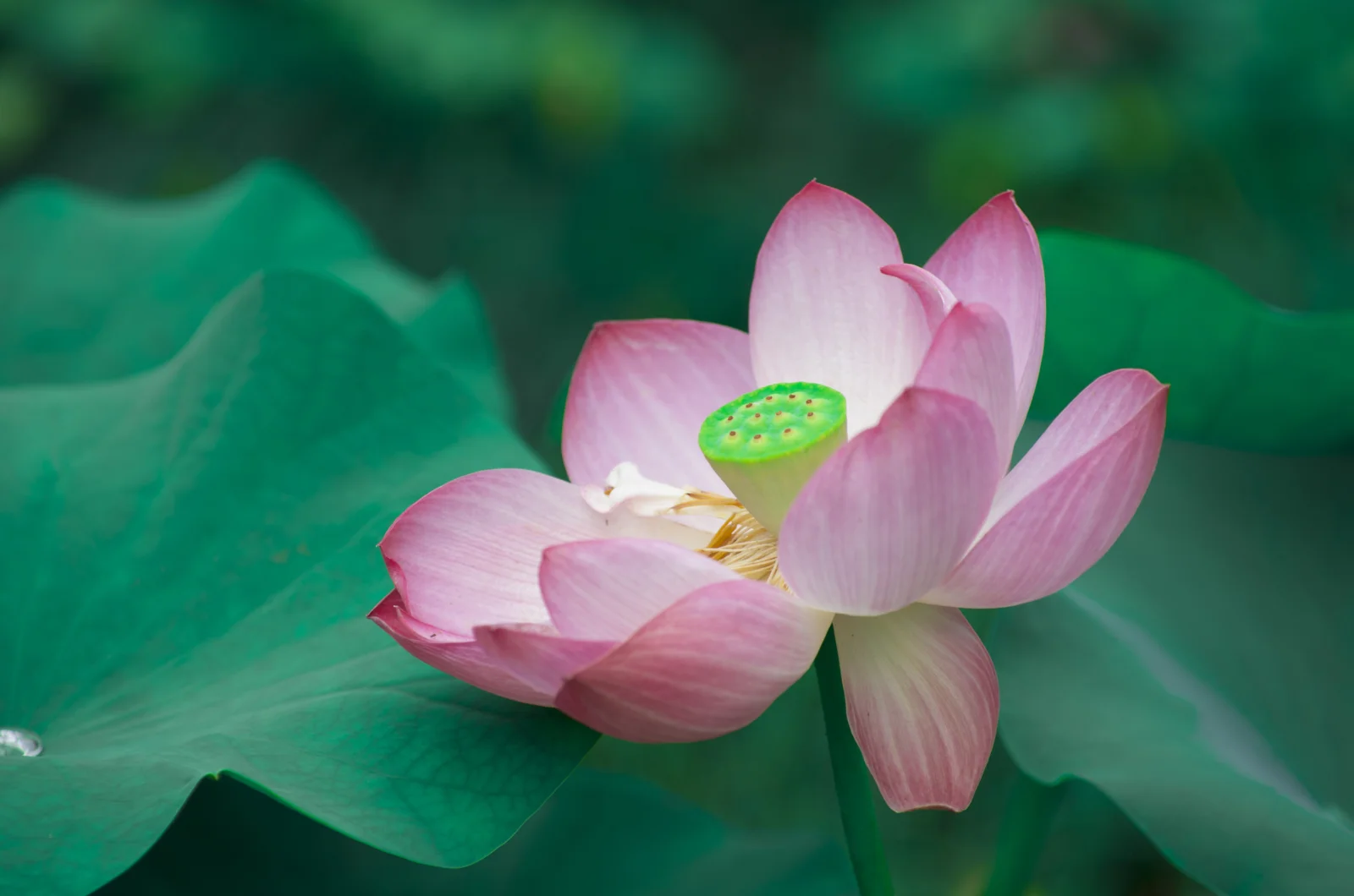深い緑の背景と緑の蓮の葉の中で、ピンク色の蓮の花が咲いている。