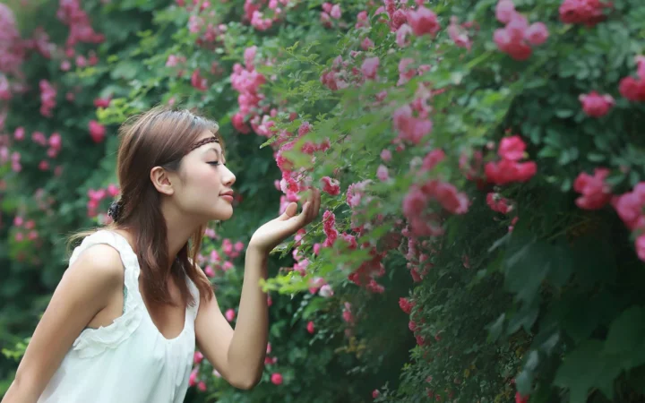 一名女子站在盛开的粉色玫瑰花丛旁，伸手轻触花枝。