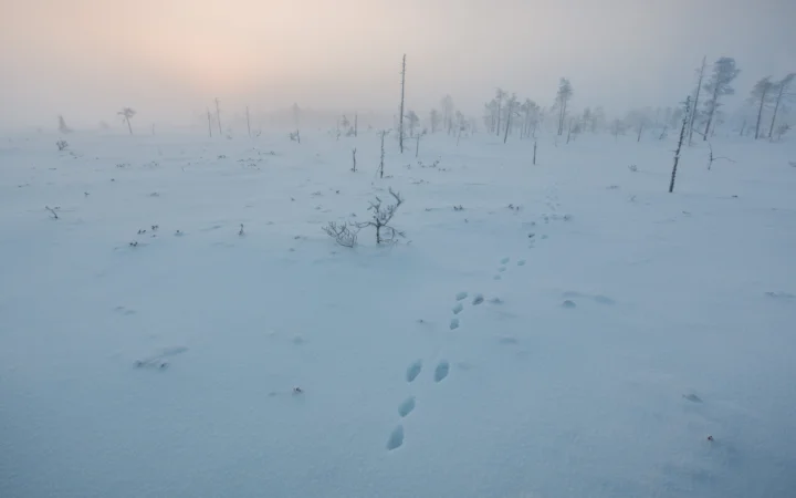 雾霭笼罩的雪原上散落着稀疏的枯树，雪地中留有一串脚印。