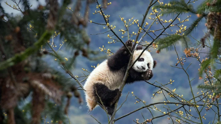 一只熊猫坐在开满嫩芽的树枝上，周围是森林景色。