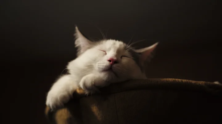 一只白色猫咪闭着眼睛趴在深色沙发靠背上，暖色低光照亮了它的脸和前爪。