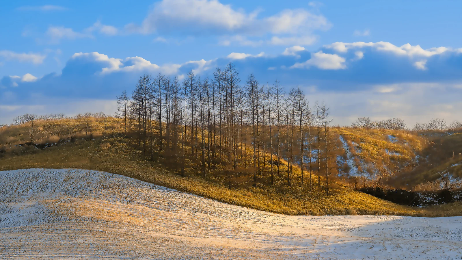 积雪覆盖的旷野前景延伸至一排落叶树，远处是蓝天与白云。