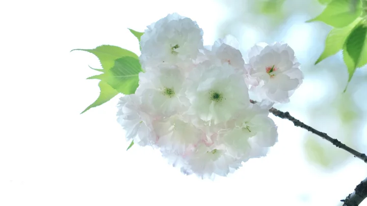 一簇洁白的樱花盛开在枝头，周围点缀着嫩绿色叶片。