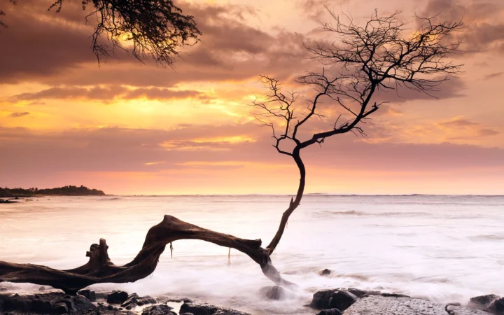 夕阳映照着海滩与海面，前景是一株横卧并伸向天空的枯树。