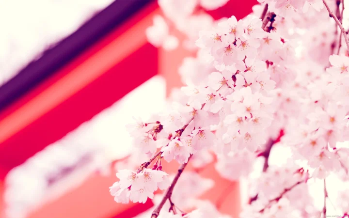 粉白色樱花枝条铺满画面，背景可见鲜红色建筑结构。