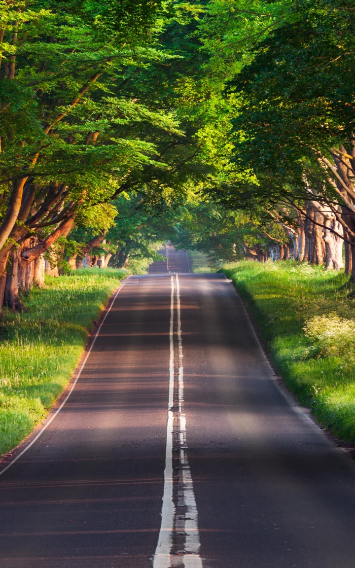 一条道路穿过茂密的绿色树林，阳光从树冠间洒落在路面上。