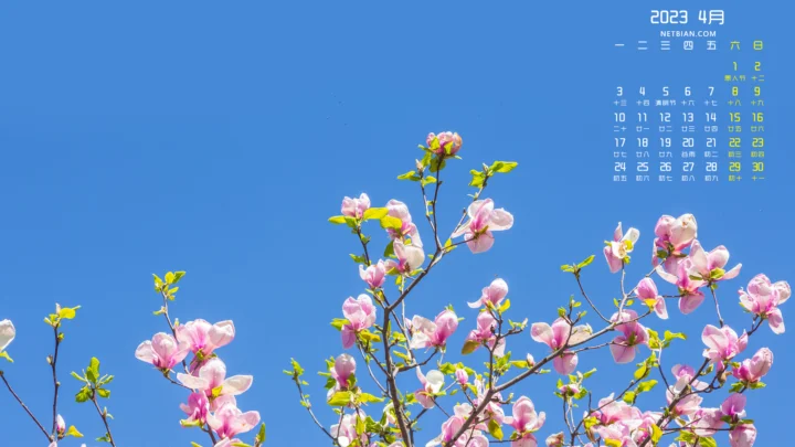 粉色花朵枝条伸展在晴朗的蓝色天空前方。