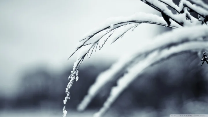 覆着积雪的纤细枝条垂向画面前景，背景呈现柔和的冬日虚化景色。
