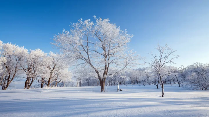 蓝天下，一片覆满白霜的树林立在平坦的雪地上。