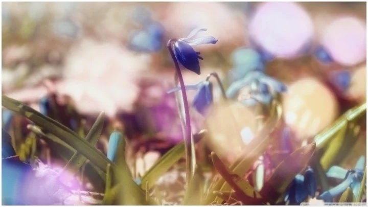 柔らかく色鮮やかな玉ボケの中で、花が咲いている近景です。