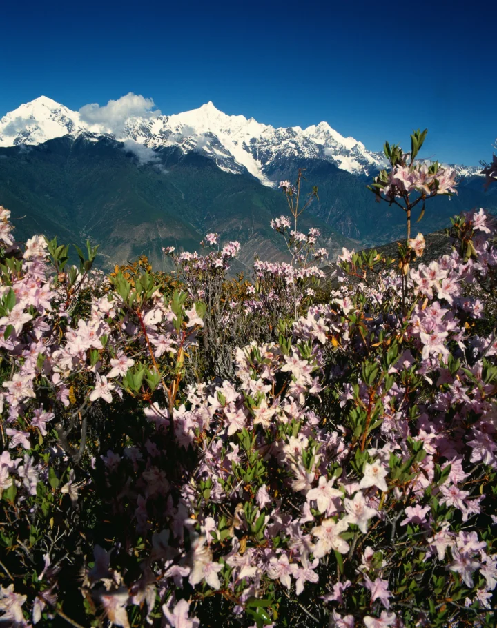 盛开的粉色高山花卉映衬着远处壮丽的积雪山脉和湛蓝天空。