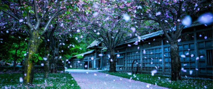 樱花树下的木质传统建筑旁，一条铺满花瓣的小路延伸向远处。