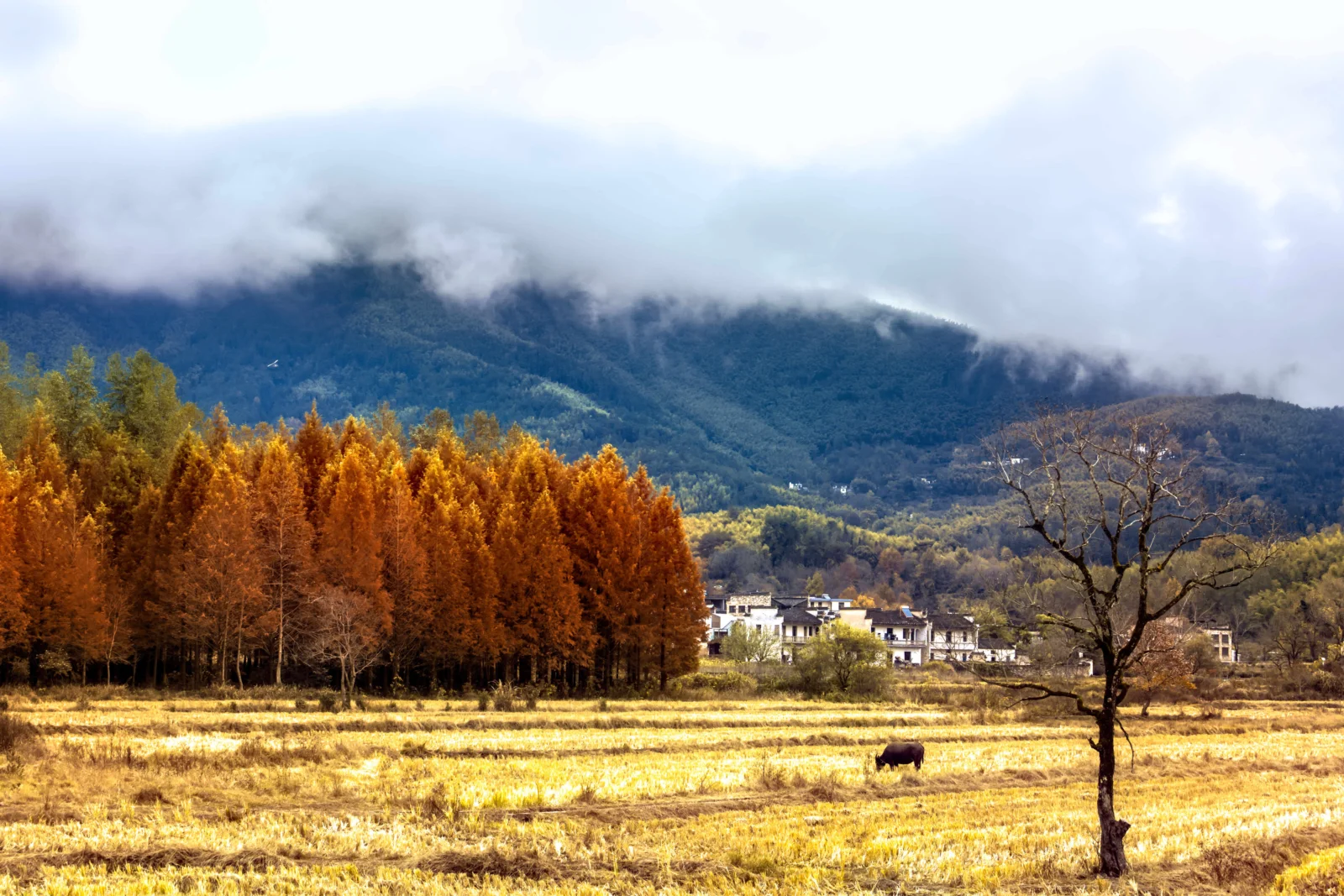 金色の木々と開けた खेत、雲に覆われた山々が秋の谷間を形作っています。