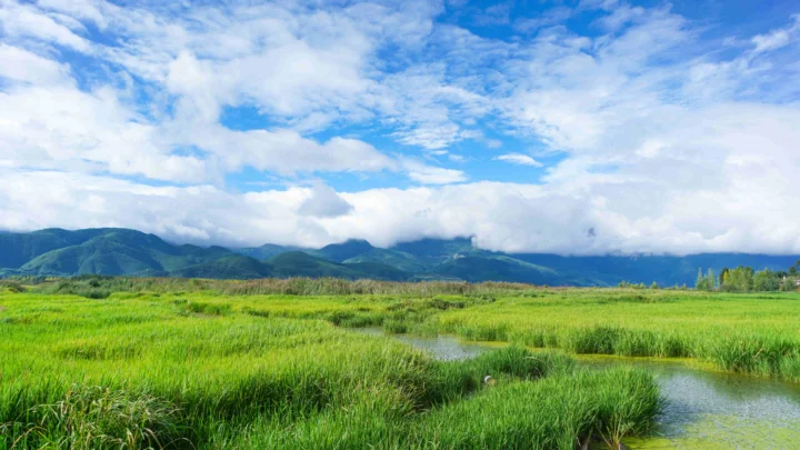碧绿的草海湿地延伸至远处山脉，蓝天白云映照在水面上。