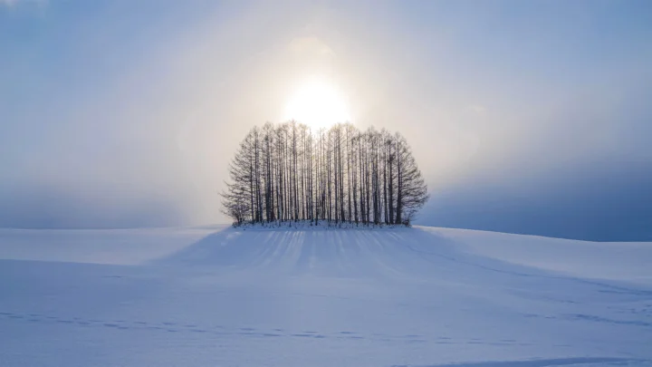 阳光从树丛上方照耀着开阔的积雪原野。
