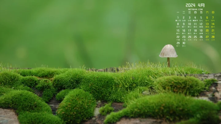 绿色苔藓覆盖的地面上，一朵小蘑菇在柔和的绿色背景前静静生长。