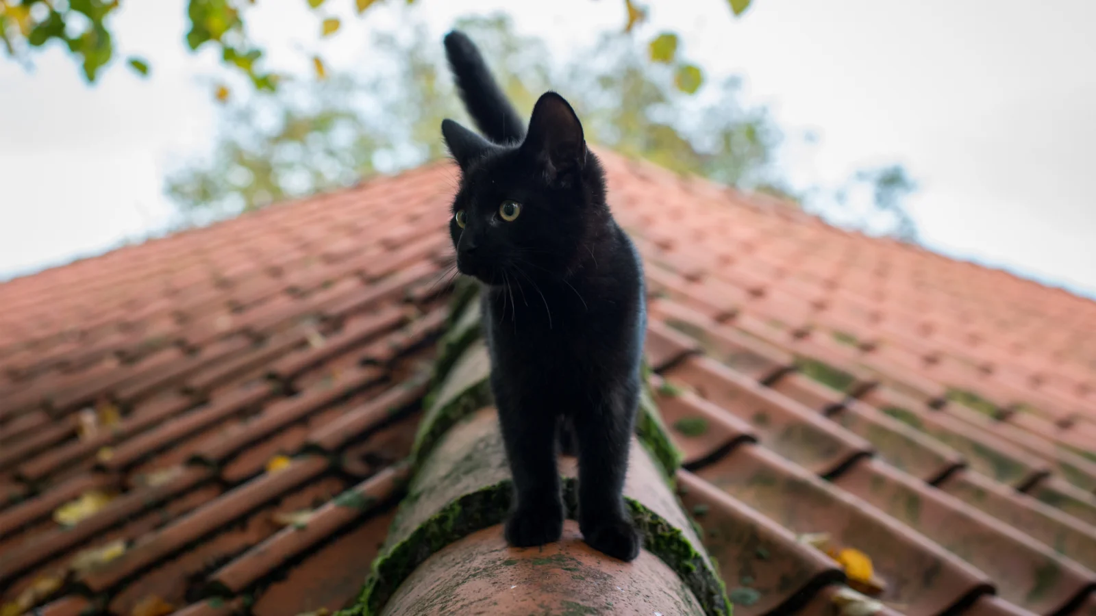 赤い瓦屋根の棟に黒猫が立ち、背景にはぼやけた木の葉と空が広がっている。