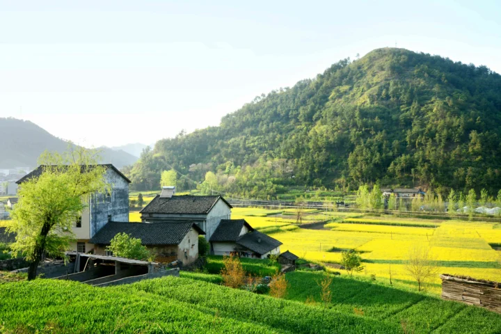 青山环绕的乡村坐落在金黄色的稻田之间，前景可见传统民居和葱郁田野。