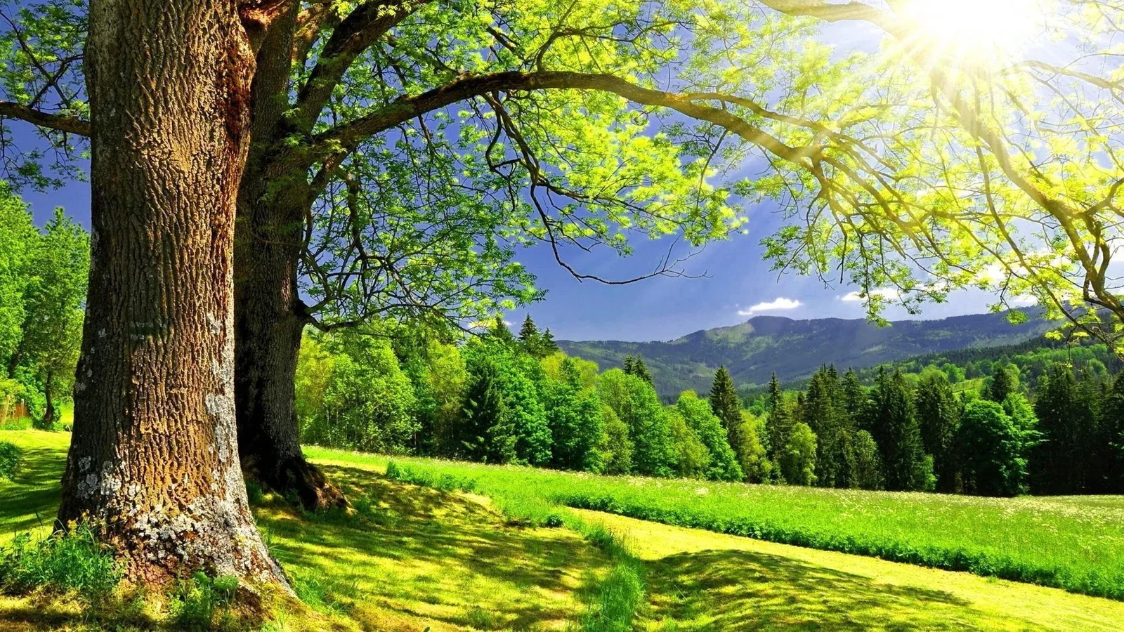 大きな木が陽光に照らされた緑の草原に立ち、遠くに森林に覆われた山々が見えます。