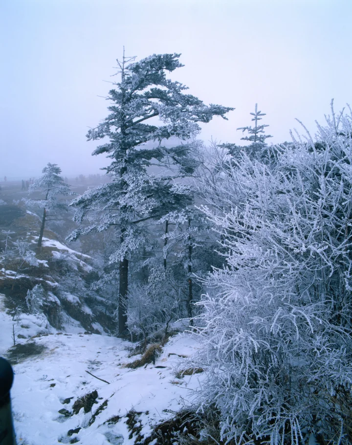 覆满白霜的树木和积雪山谷构成一幅清冷的冬季自然风景。