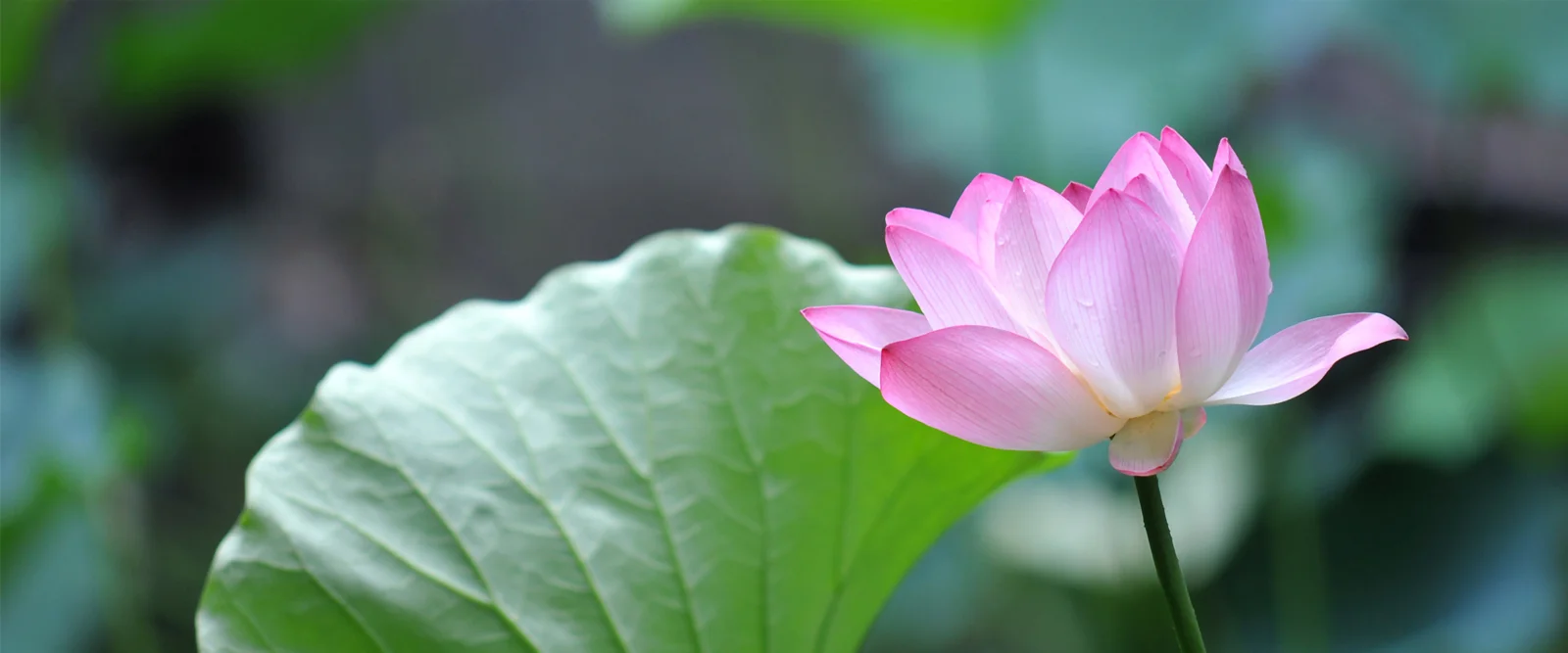 緑の葉のそばでピンク色の蓮の花が咲き、背景は柔らかくぼけています。