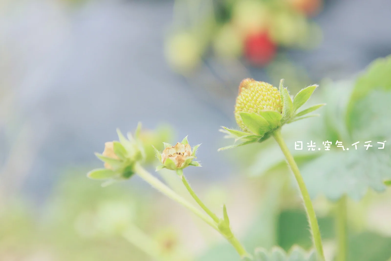 柔らかくぼけた背景に、イチゴの花と未熟な実が見えます。