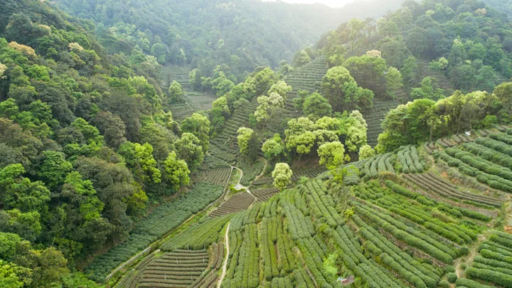层叠的绿色茶园沿着雾气笼罩的山坡延伸，周围环绕着茂密的森林。