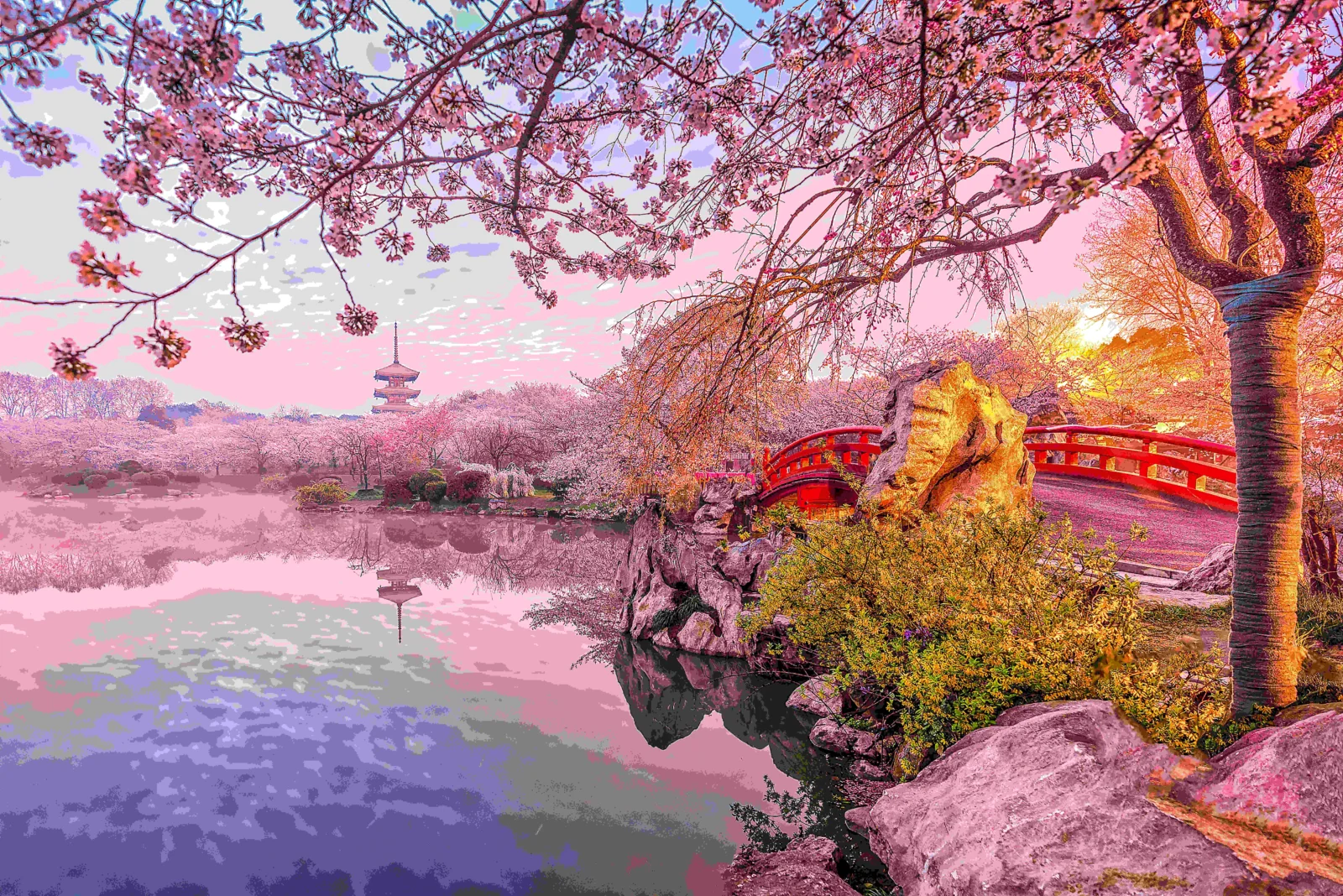粉色樱花掩映着湖泊、红桥和远处的 pagoda，倒影映在平静的水面上。