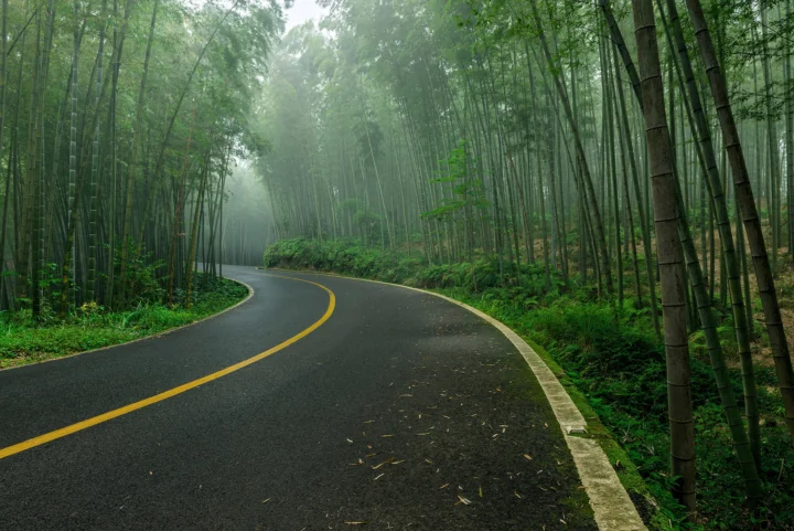 一条弯曲的柏油公路穿过笼罩在薄雾中的茂密竹林。