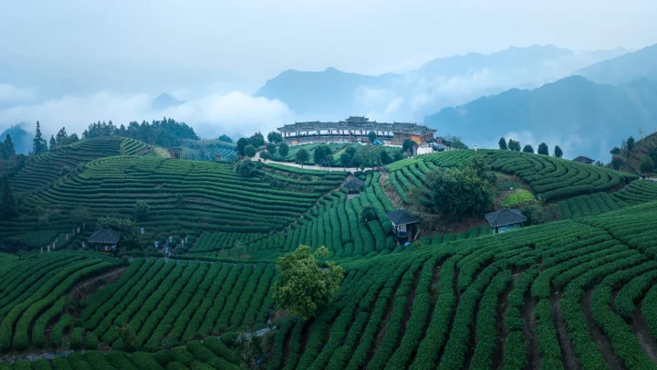 层叠的茶园覆盖山坡，远处群山笼罩在云雾之中。