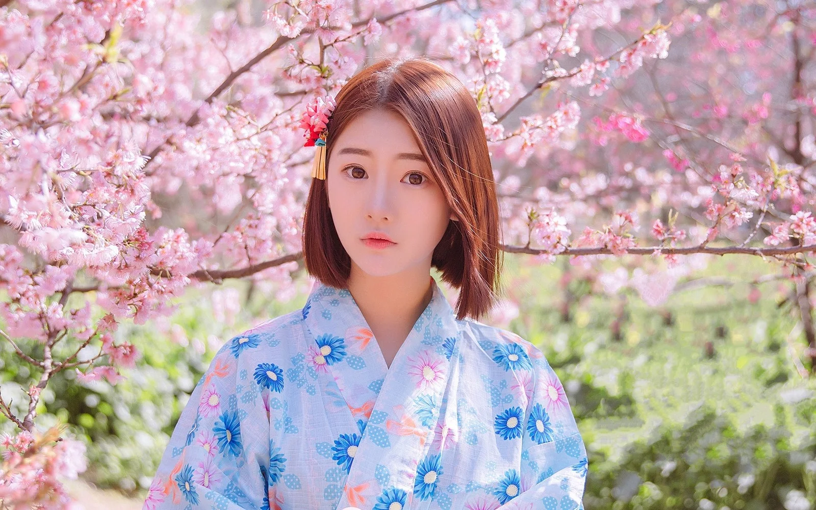 淡い青色の花柄の浴衣を着た女性が、咲き誇る桜の枝の下に立っています。